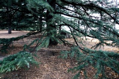 Trees in forest