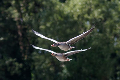 Bird flying