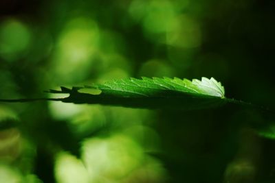 Close-up of green leaves on plant