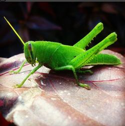 Close-up of insect on leaf