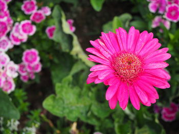 Close-up of pink flower