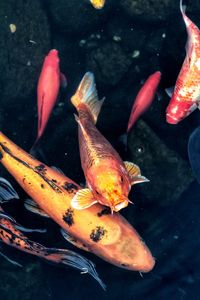 Close-up high angle view of koi fish in water