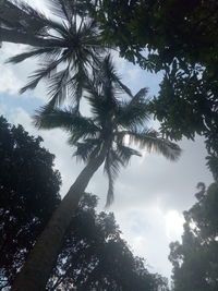 Low angle view of palm trees against sky