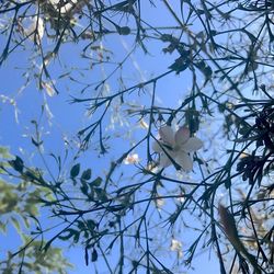 Low angle view of tree against sky