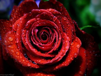 Close-up of wet red rose blooming outdoors