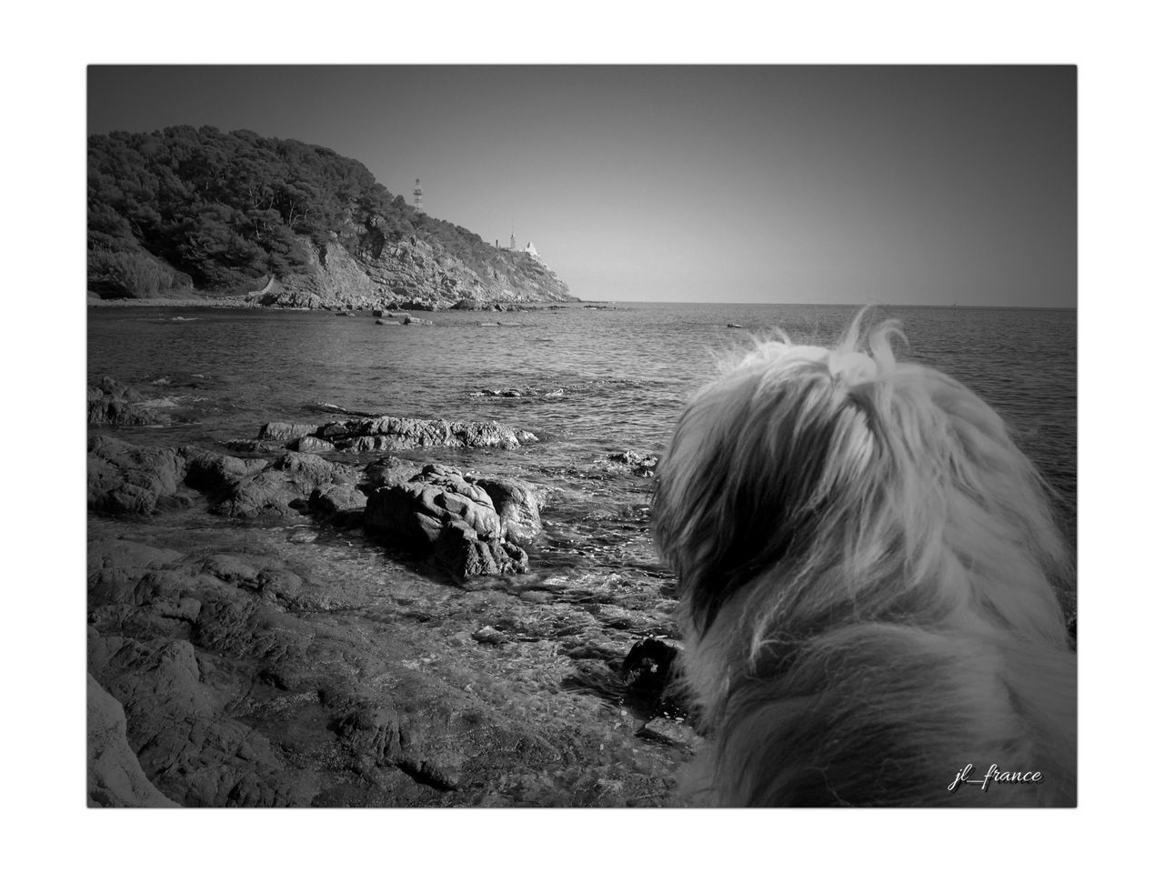 transfer print, water, sea, auto post production filter, rear view, scenics, nature, tranquil scene, tranquility, horizon over water, beauty in nature, one animal, leisure activity, clear sky, beach, sky, lifestyles, domestic animals