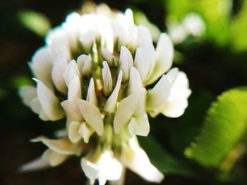 Close-up of white flower