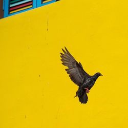 Close-up of eagle flying