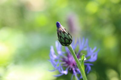 Close-up of butterfly pollinating on purple flower