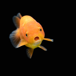 Close-up of fish swimming in sea