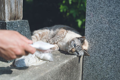 Protected cat living in an old house in itoshima, fukuoka, japan. photo of siamese cat like shana.