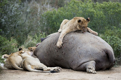 Lions relaxing on rhinoceros over field