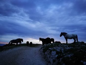 Cows standing against the sky