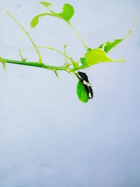 Close-up of plant growing on branch