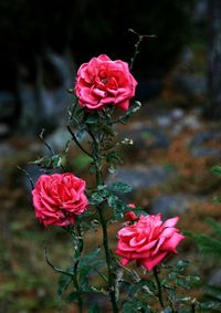 Pink roses growing in garden