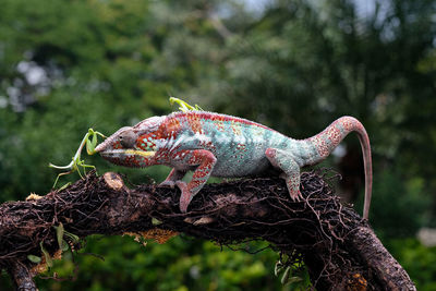 Chameleon is perched on a tree branch in the morning