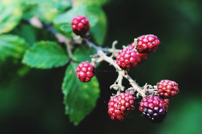 fruit