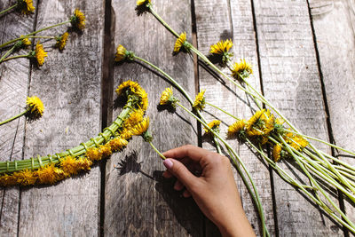 Close-up of person holding yellow flowers