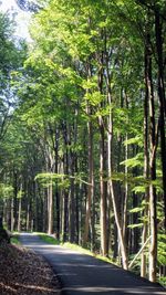 Trees in a forest