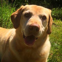 Close-up of a dog