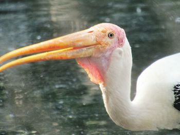 Close-up of swan swimming in water