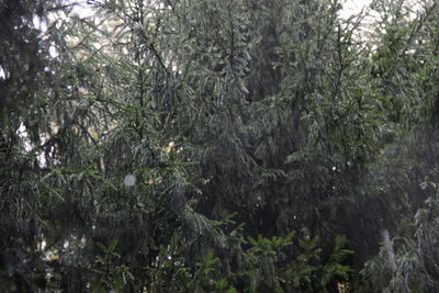 Wet trees in forest