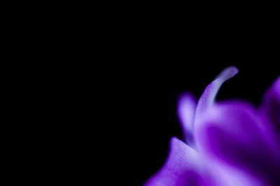 Close-up of purple flower against black background