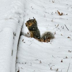 Close-up of squirrel on snow covered field