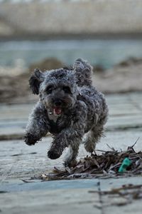 Close-up of dog standing on beach