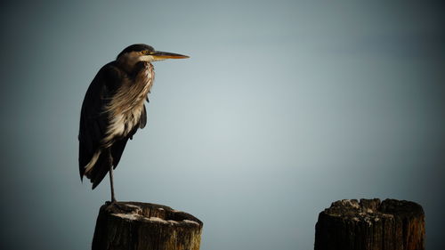 Heron bird perching on wooden post