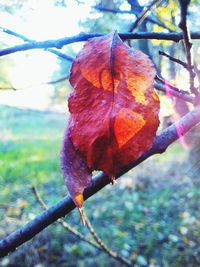 Close-up of dry leaves on branch