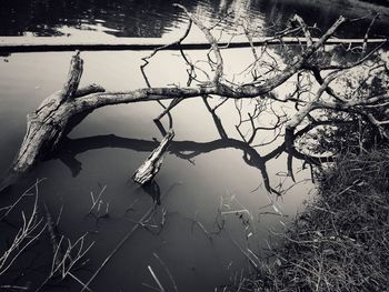 Bare tree by lake against sky