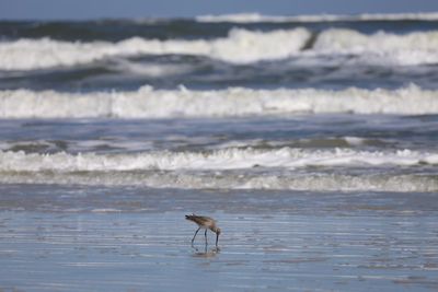 View of bird on beach