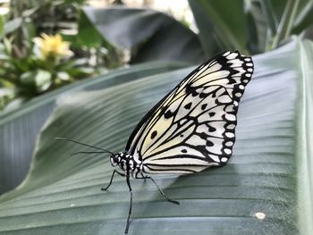 Butterfly on flower