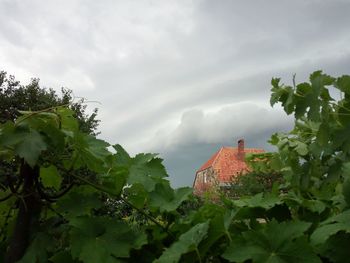 Plants and trees by building against sky