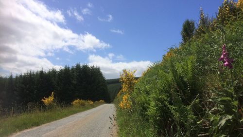 Road amidst trees against sky