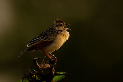 Flappet lark on