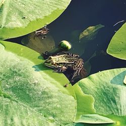 High angle view of insect on leaves floating in lake