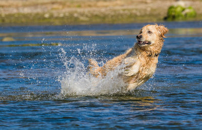 Portrait of dog in water