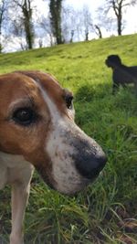 Close-up of dog looking away on grassy field