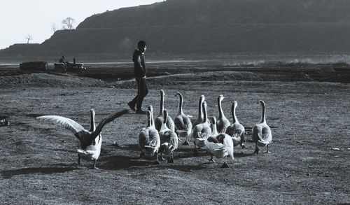 View of birds on land