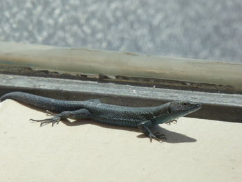 Close-up of a lizard on beach