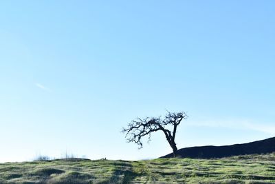 Bare tree on field against clear sky