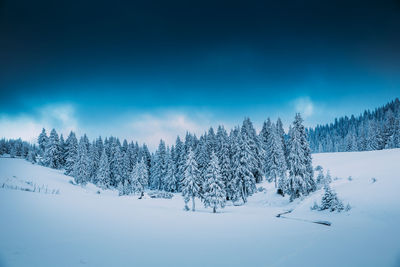 Pine trees on snow covered land against sky