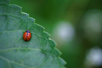 Close-up of beetle on leaf