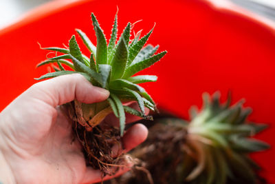 Close-up of hand holding potted plant