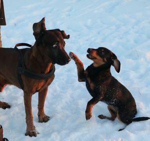 Dogs on snow against sky