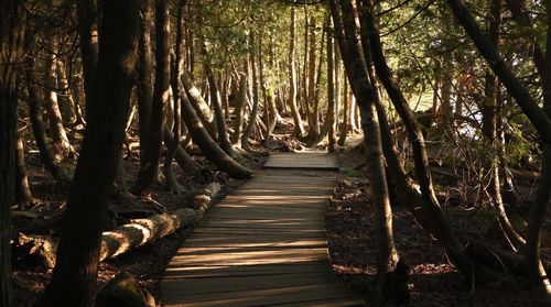 View of trees in forest