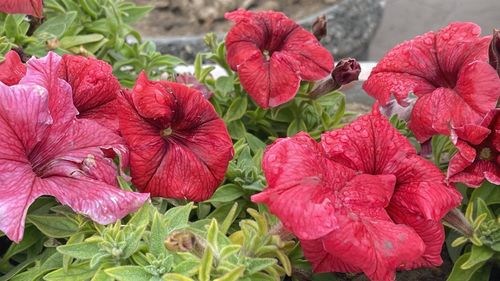 Close-up of red flowering plants