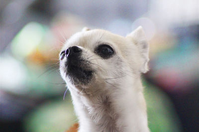 Close-up of a cat looking away